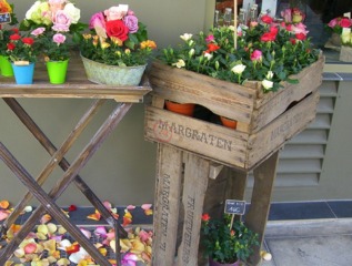 Rosiers en pot