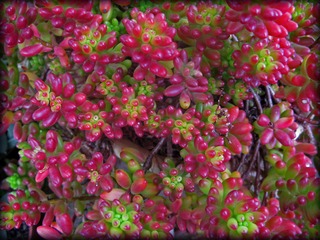 Sedum rubrotinctum