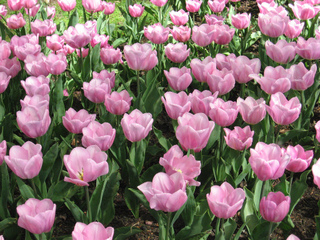 Tulipes