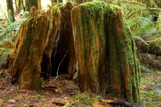 Bois mort - vieille souche d'arbre mort