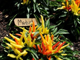 Capsicum annuum Medusa