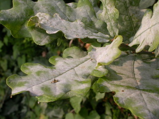 Oidium sur feuilles de chêne