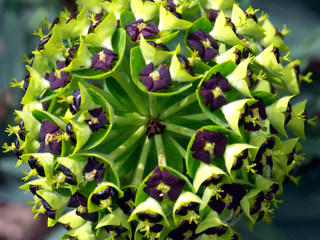 Euphorbia characias 'Black Pearl'