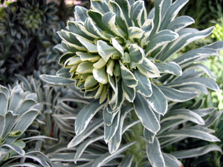 Euphorbia characias 'Glacier Blue'