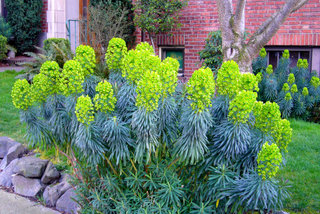 Enphorbia characias
