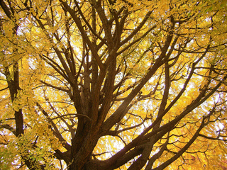Ginkgo biloba en automne