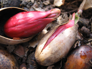 Germination d'un gland (chêne)