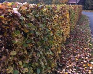 Haie de charme (carpinus)