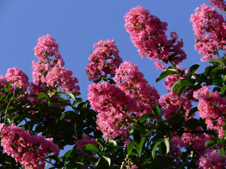 Lagerstroemia indica