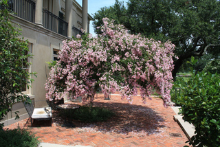 Lagerstroemia indica sur une terrasse