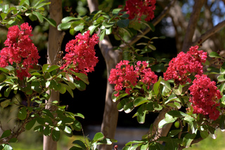 Lagerstroemia indica