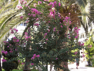 Lagerstroemia indica et palmier