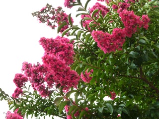 Lagerstroemia