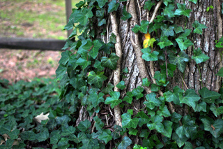 Lierre sur un arbre