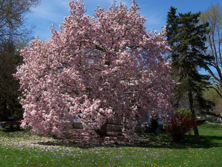 Magnolia en fleurs