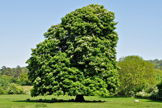 Vieux marronnier (Aesculus hippocastanum)