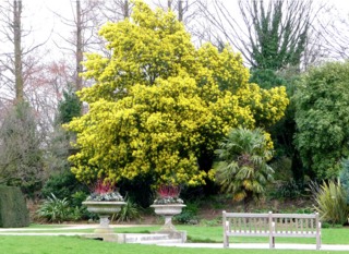 Acacia en fleurs dans un jardin méditerranéen
