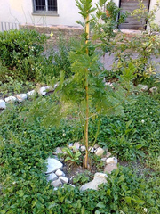 Jeune mimosa tuteuré
