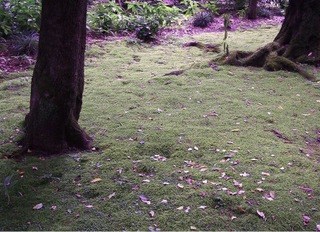 Mousse dans le gazon sous les arbres