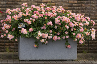 Peach Drift® (Meilland)