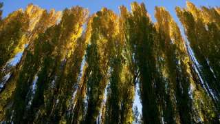 Peupliers