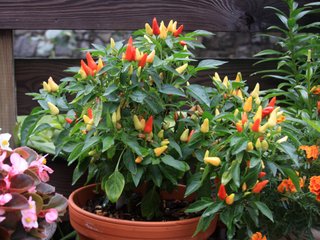 Piment d'ornement en pot