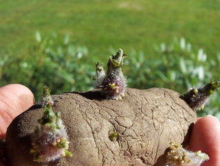 Pomme de terre germée