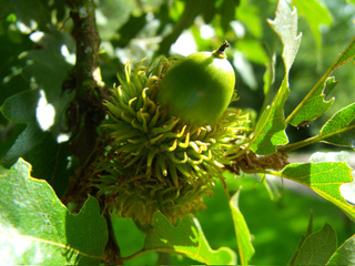 Quercus cerris - Chêne chevelu (gland)