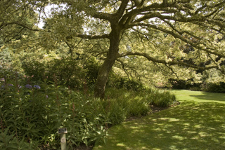 Quercus cerris 'variegata'- Chêne chevelu panaché