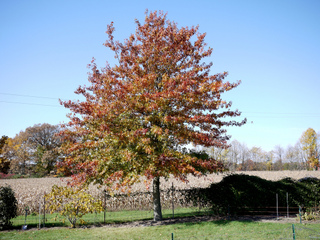 Quercus palustris - Chêne des marais