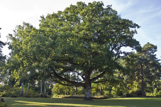 Quercus petraea - Chêne rouvre