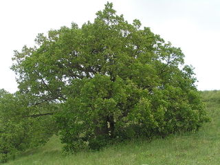 Quercus pubescens - Chêne pubescent
