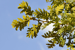Quercus pyrenaica - Chêne tauzin