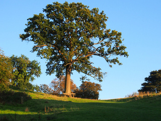 Quercus robur - Chêne pédonculé