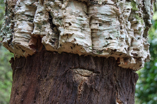 Quercus suber - Chêne liège (écorce)