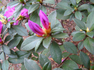 Azalée d'Inde - Rhododendron indicum