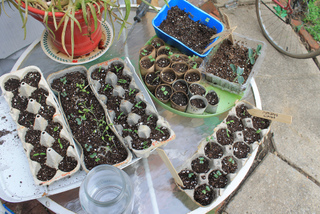 Endurcissement progressif des plants en extérieur