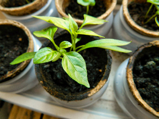 Semis de piments d'ornement