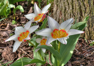 Tulipa kaufmanniana