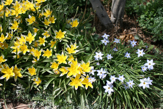 Ipheion et Tulipa tarda (tulipe botanique)