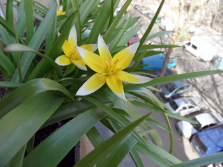 Tulipa tarda