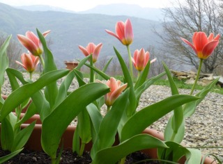 Tulipa kaufmanniana 'Fashion'