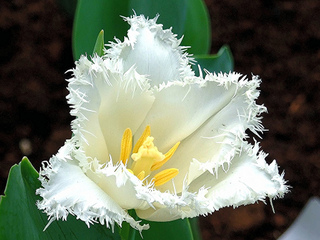 Tulipe frangée (perroquet)