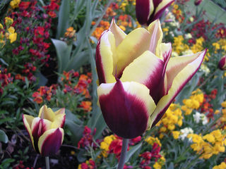 Tulipe