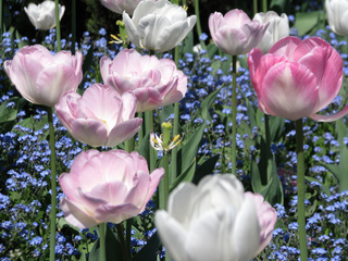 Tulipes et myosotis dans un parterre
