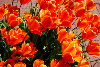 Tulipes en pot