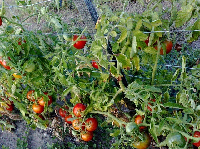 quand planter ses tomates