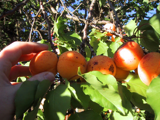 Récolte d'abricots