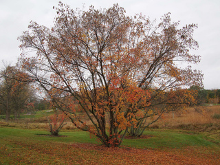 Acer ginnala