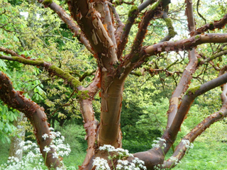 Acer griseum